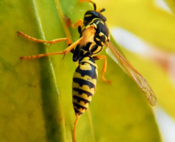 destruction de nids de guêpes Le Bourget