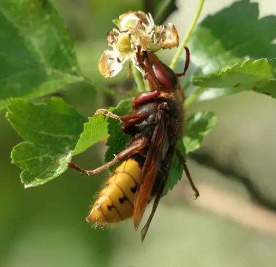 destruction de nids de guêpes Le Blanc Mesnil