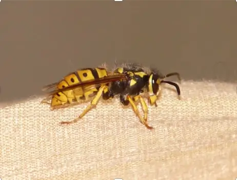 Destruction de nids de guêpes La courneuve