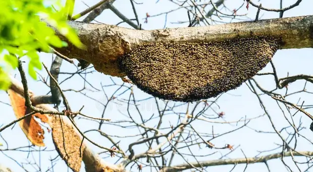 destruction de nids de guêpes Rosny sous Bois