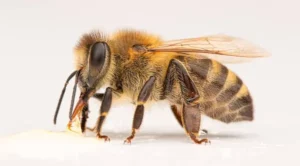 abeille sur fond blanc