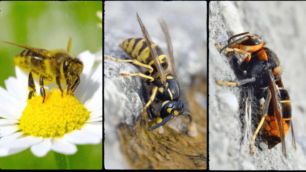 comment différencier abeille et guêpe ?