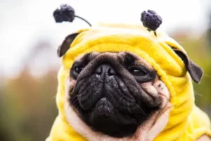 chien en costume d'abeille