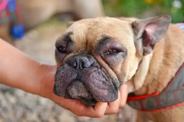 chien piqué par une guêpe, les bons réflexes