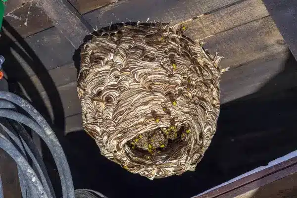 comment tuer un frelon dans une maison ?