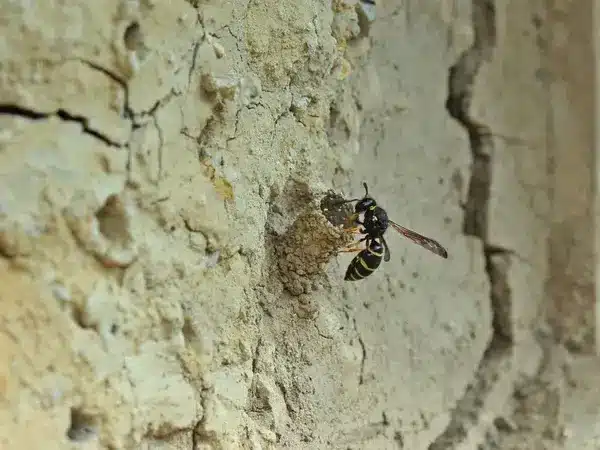 destruction de nids de guêpes Le Raincy