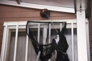 l'extermination des nids de frelons par un professionnel
