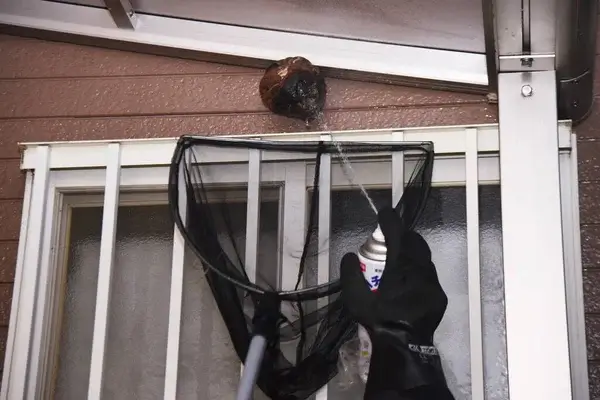 Destructions de nids de guêpes Coubron