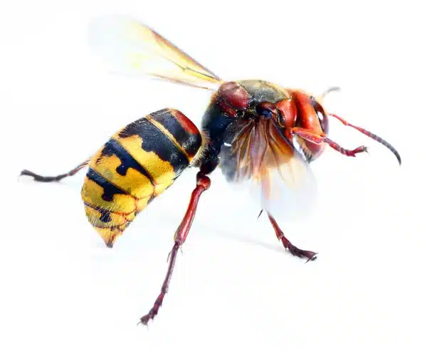 destruction de nids de guêpes Tremblay en France
