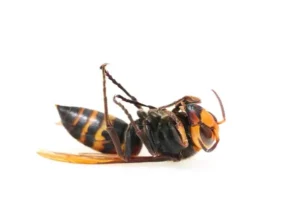 frelon mort sur fond blanc