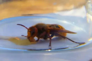 frelon mangeant du miel sous un verre