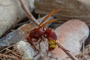 comment savoir si un nid de frelons est vide ? image d'un frelon posé sur une pierre.