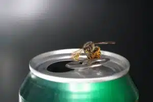 guêpe au goulot d'une cannette