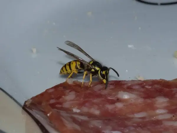 Comment eloigner les guêpes de vos barbecues en été ?