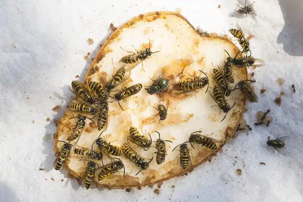 destruction de nids de guêpes Vaujours