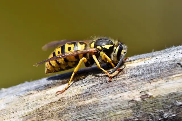 Destruction de nids de guêpes Les Pavillons sous Bois