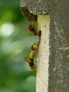 destruction de nids de guêpes Bondy