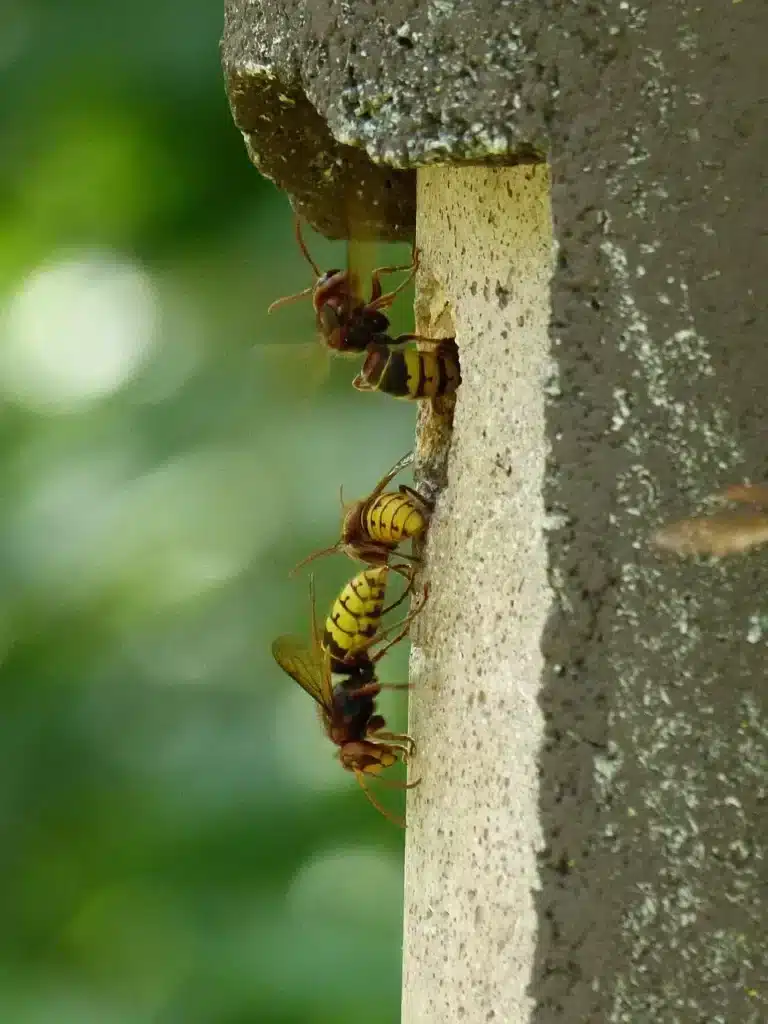 destruction de nids de guêpes Bondy