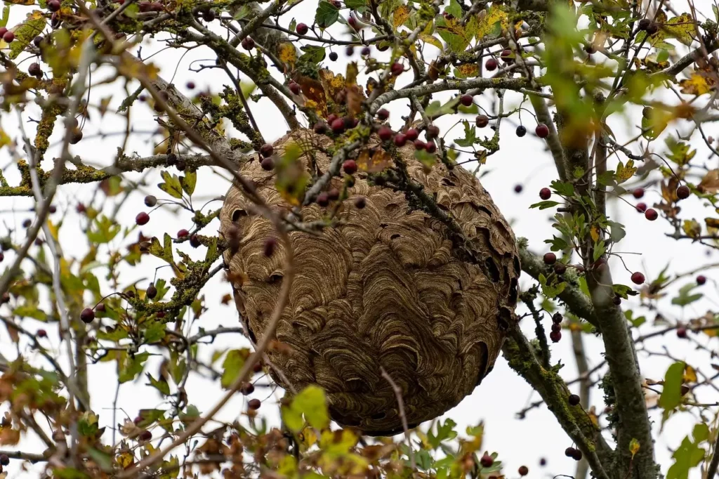 destruction de nids de guêpes bobigny