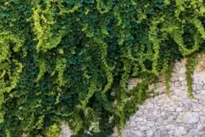 lierre sur un mur, une plante qui peut attirer les frelons