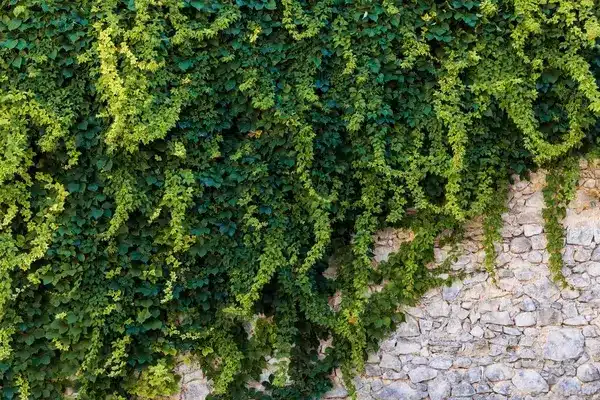 lierre sur un mur, une plante qui peut attirer les frelons