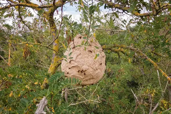 destruction de nids de guêpes Rosny sous Bois