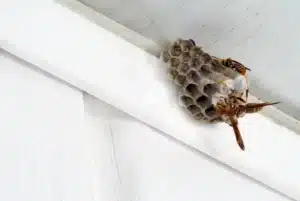que faire nid de guepes. Petit nid de guêpes.