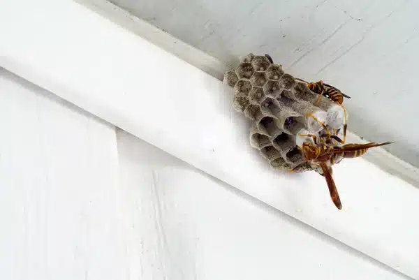 petit nid de guêpes dans les combles