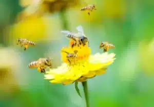 abeille et guêpe, une différence importante à savoir