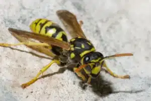 abeille et guêpe, une différence importante à savoir