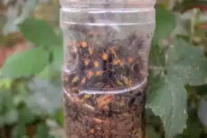 nombreux frelons piégés dans un piège à reine maison