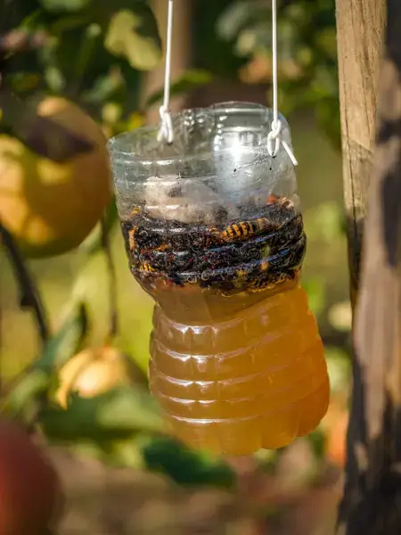 piège maison à guêpes fait avec une bouteille coupée. Comment éloigner les guêpes