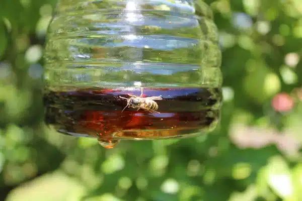 Quel Liquide Mettre Dans un Piège à Guêpes