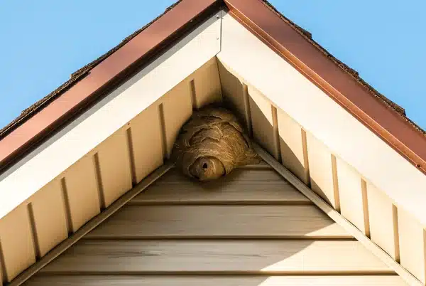 que faire nid de guepes, nid de guêpes sous un toit