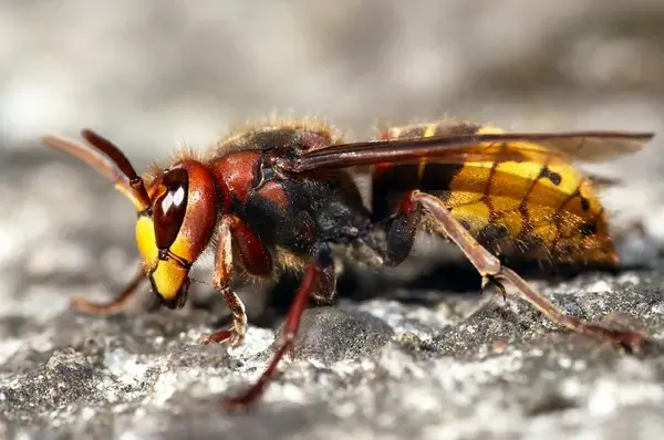 qu'est ce qui attire les frelons ?Destruction de nids de guêpes Gagny