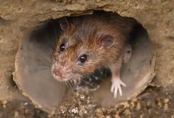 rat brun