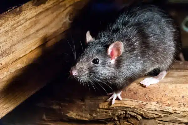 rat noir