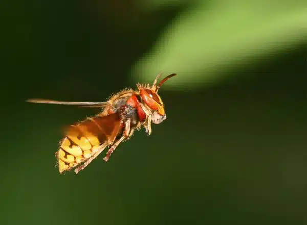 reines frelons asiatiques, comment agir et identifier la menace ?