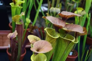 sarracenia, une plante carnivore pouvant tuer les frelons