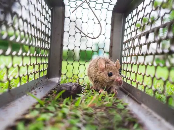 appât pour rat fait maison, petit rat piégé sur l'herbe