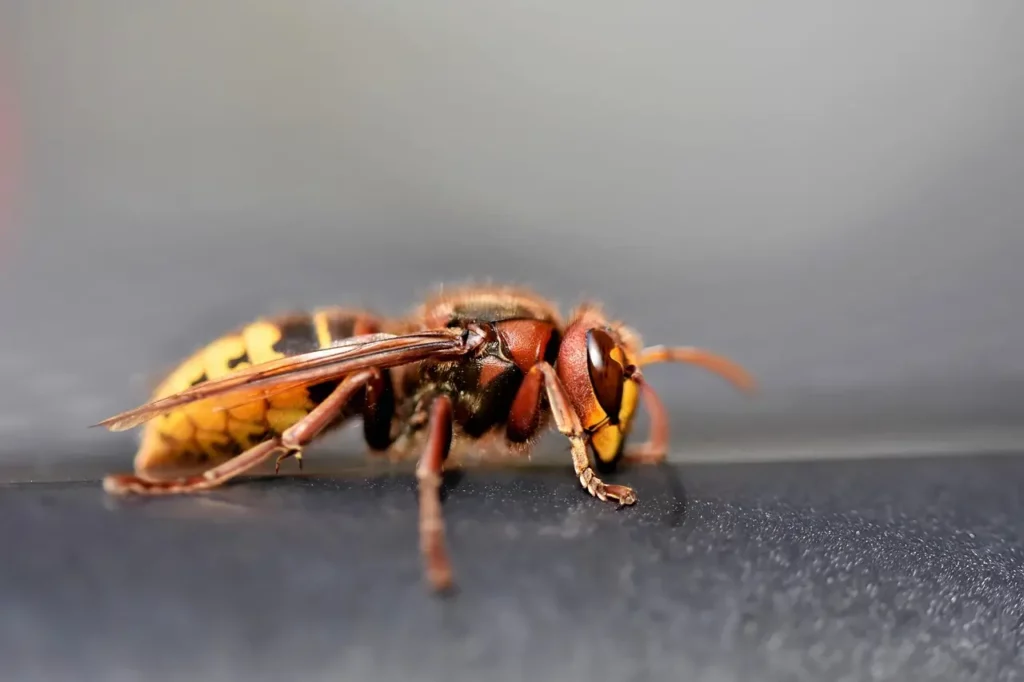 destruction de nids de guêpes sevran