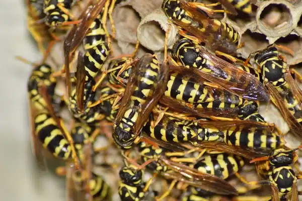 destruction de nids de guepes Les Lilas