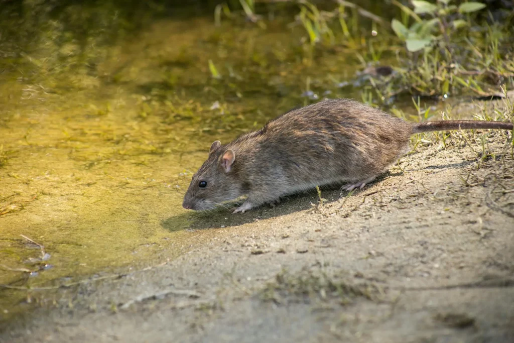rat près d'une rivière