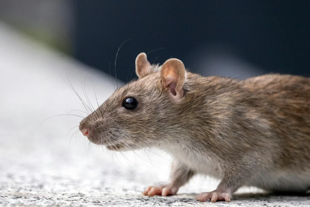 comment éloigner les rats ? Rat gris sur table de pierre