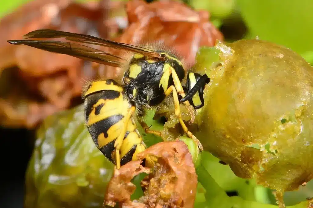 destruction de nids de guêpes Villetaneuse