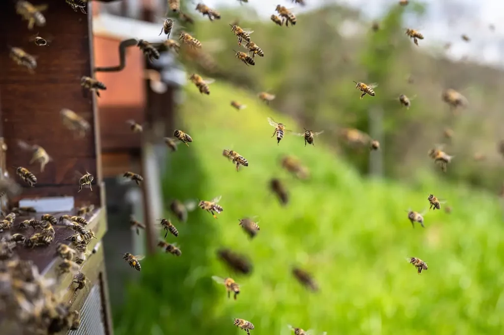 abeilles et ruches