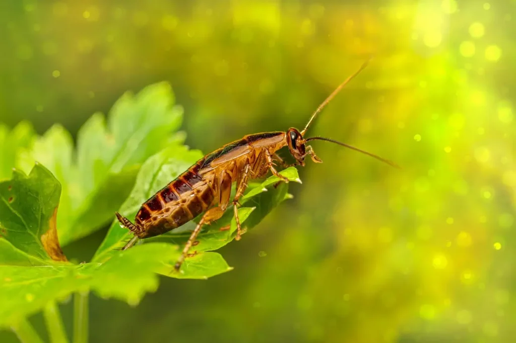 blatte sur feuille