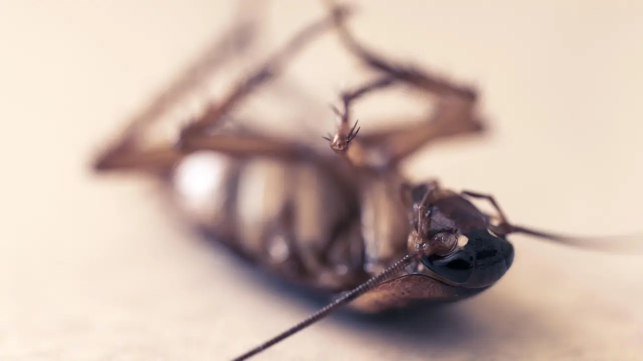 Comment se débarrasser des cafards ? Les 3 méthodes phares