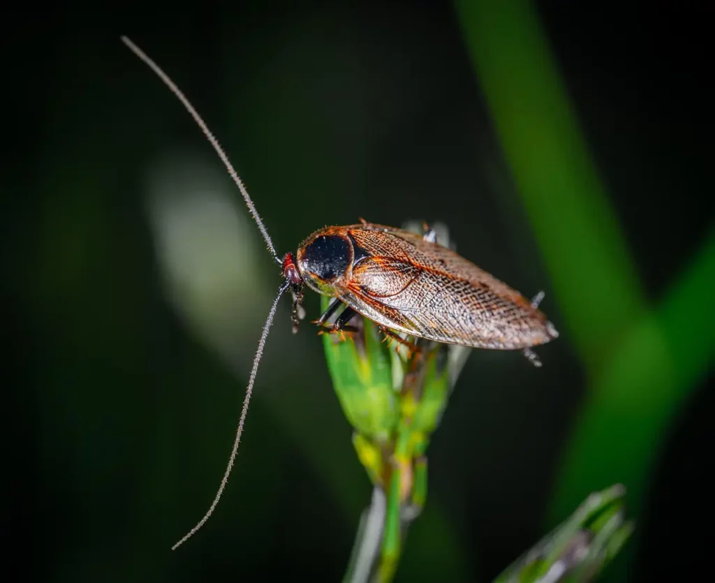 Cafard sur une plante