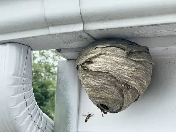 destruction de nids de guêpes gonesse
